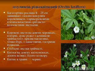зозулинець рідкоквітковий (Orchis laxiflora) Багаторічна рослина 8—25 см заввишк