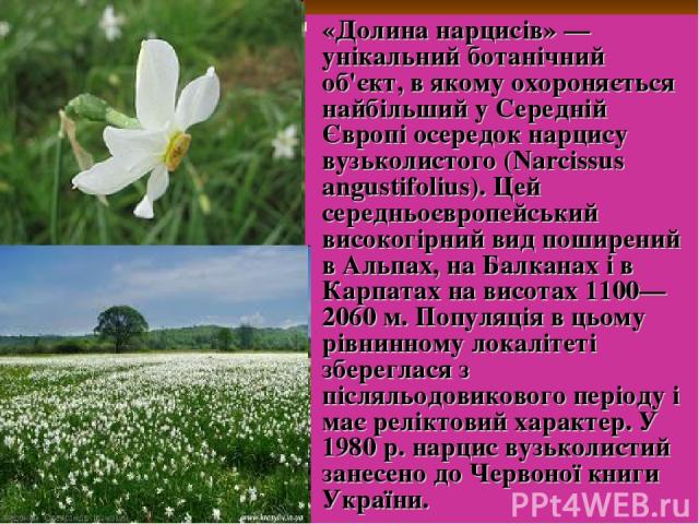 «Долина нарциciв» — унікальний ботанічний об'єкт, в якому охороняється найбільший у Середній Європі осередок нарцису вузьколистого (Narcissus angustifolius). Цей середньоєвропейський високогірний вид поширений в Альпах, на Балканах i в Карпатах на в…