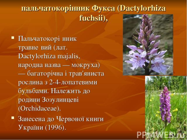 пальчатокорінник Фукса (Dactylorhiza fuchsii), Пальчатокорі нник травне вий (лат. Dactylorhiza majalis, народна назва — мокруха) — багаторічна і трав'яниста рослина з 2-4-лопатевими бульбами. Належить до родини Зозулинцеві (Orchidaceae). Занесена до…
