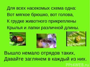 Для всех насекомых схема одна: Вот мягкое брюшко, вот голова, К грудке животного