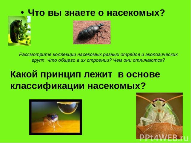 Что вы знаете о насекомых? Какой принцип лежит в основе классификации насекомых? Рассмотрите коллекции насекомых разных отрядов и экологических групп. Что общего в их строении? Чем они отличаются?