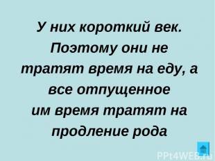 У них короткий век. Поэтому они не тратят время на еду, а все отпущенное им врем