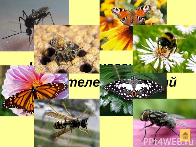 Назовите насекомых опылителей растений