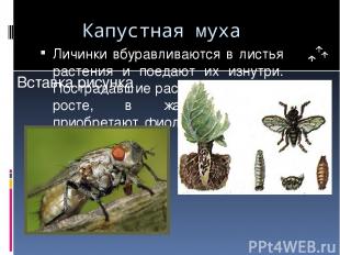 Капустная муха Личинки вбуравливаются в листья растения и поедают их изнутри. По