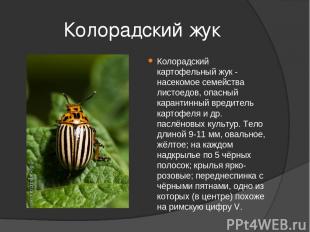 Колорадский жук Колорадский картофельный жук - насекомое семейства листоедов, оп