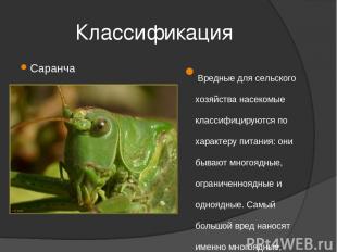 Классификация Саранча Вредные для сельского хозяйства насекомые классифицируются
