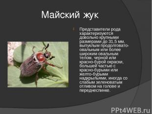 Майский жук Представители рода характеризуются довольно крупными размерами до 31