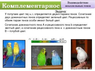 У попугаев цвет перьев определяется двумя парами генов. Сочетание двух доминантн