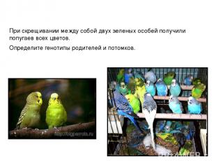 При скрещивании между собой двух зеленых особей получили попугаев всех цветов. О