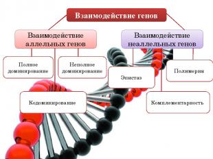 Взаимодействие генов Взаимодействие аллельных генов Взаимодействие неаллельных г