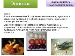 Задача 2: У лука доминантный ген А определяет наличие цвета у луковиц (а – бесцв