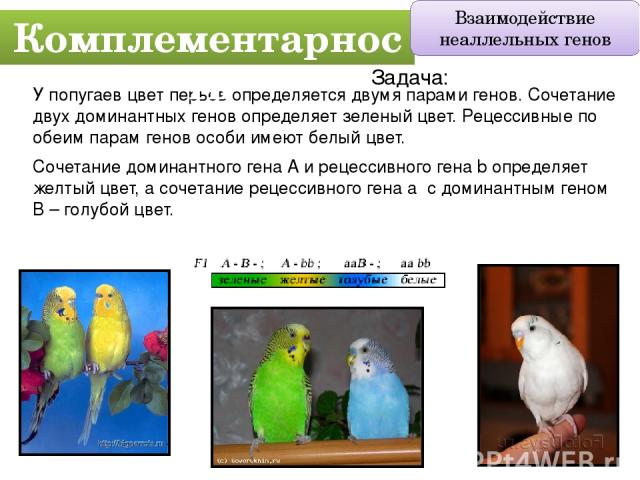 У попугаев цвет перьев определяется двумя парами генов. Сочетание двух доминантных генов определяет зеленый цвет. Рецессивные по обеим парам генов особи имеют белый цвет. Сочетание доминантного гена А и рецессивного гена b определяет желтый цвет, а …
