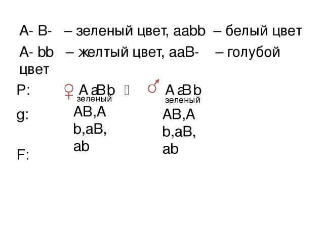 A В а b А В а b A- B- – зеленый цвет, aаbb – белый цвет А- bb – желтый цвет, ааВ- – голубой цвет Р: g: АВ,Аb,аВ, аb F: зеленый зеленый АВ,Аb,аВ, аb