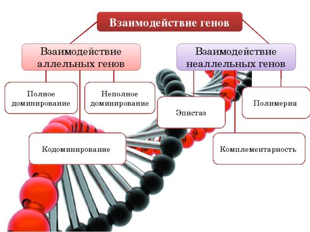 Взаимодействие генов Взаимодействие аллельных генов Взаимодействие неаллельных генов Полное доминирование Неполное доминирование Полимерия Комплементарность Кодоминирование Эпистаз