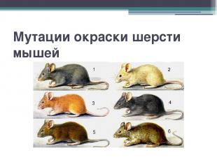 Мутации окраски шерсти мышей