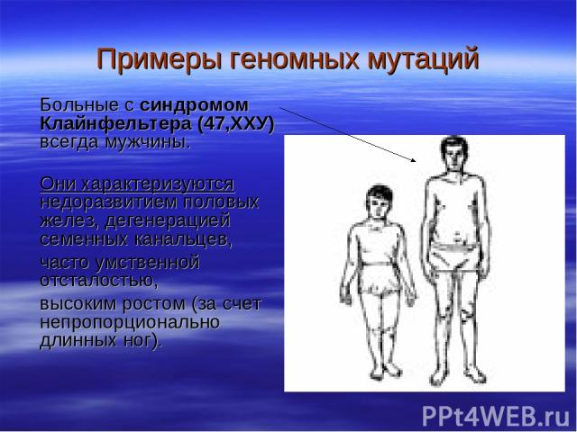 Больные с синдромом Клайнфельтера (47,ХХУ) всегда мужчины. Они характеризуются недоразвитием половых желез, дегенерацией семенных канальцев, часто умственной отсталостью, высоким ростом (за счет непропорционально длинных ног). Примеры геномных мутаций