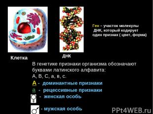 Клетка ДНК Ген – участок молекулы ДНК, который кодирует один признак ( цвет, фор