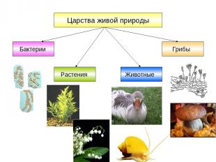 Царства живой природы Бактерии Грибы Растения Животные
