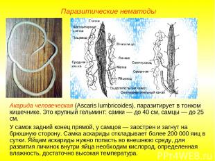 Паразитические нематоды Акарида человеческая (Ascaris lumbricoides), паразитируе