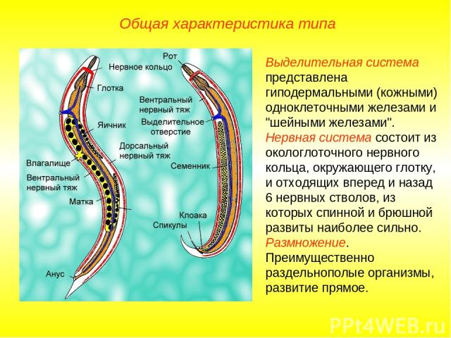Общая характеристика типа Выделительная система представлена гиподермальными (кожными) одноклеточными железами и 