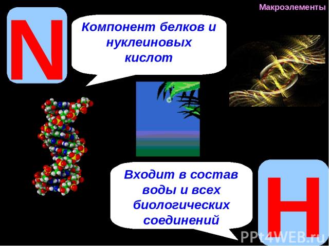 N Компонент белков и нуклеиновых кислот H Входит в состав воды и всех биологических соединений Макроэлементы