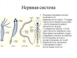Нервная система у гидры