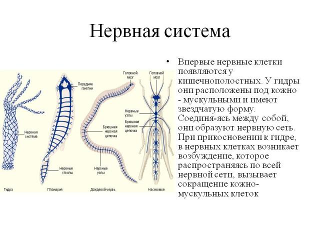 Нервная система у гидры