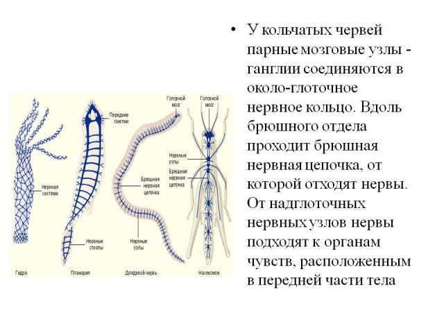 Нервная система кольчатых червей