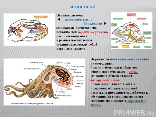 Нервная система двустворчатых и брюхоногих моллюсков представлена несколькими нервными узлами, располагающимися в разных частях тела и соединенных между собой нервными тяжами Нервная система головоногих сложна и совершенна. Ганглии её велики и образ…