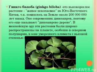Гинкго билоба (ginkgo biloba) -это высокорослое растение - "живое ископаемое" из
