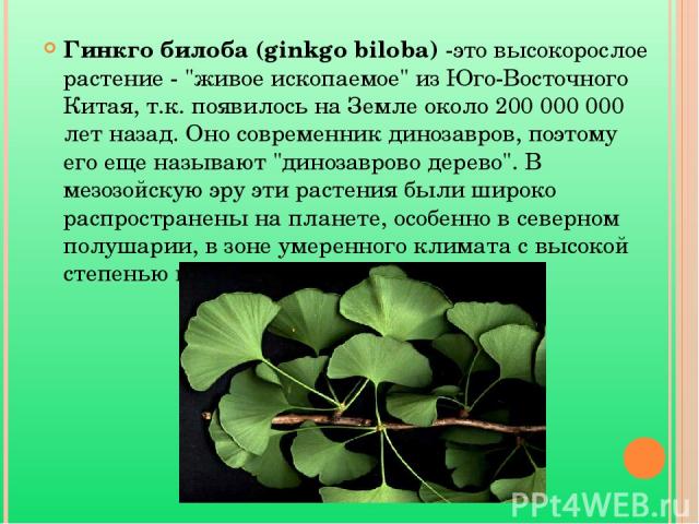 Гинкго билоба (ginkgo biloba) -это высокорослое растение - 