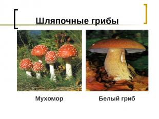 Шляпочные грибы Мухомор Белый гриб
