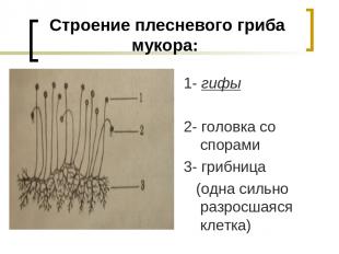 Строение плесневого гриба мукора: 1- гифы 2- головка со спорами 3- грибница (одн