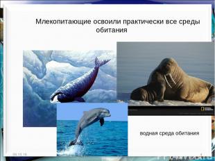 * * http://aida.ucoz.ru Млекопитающие освоили практически все среды обитания вод