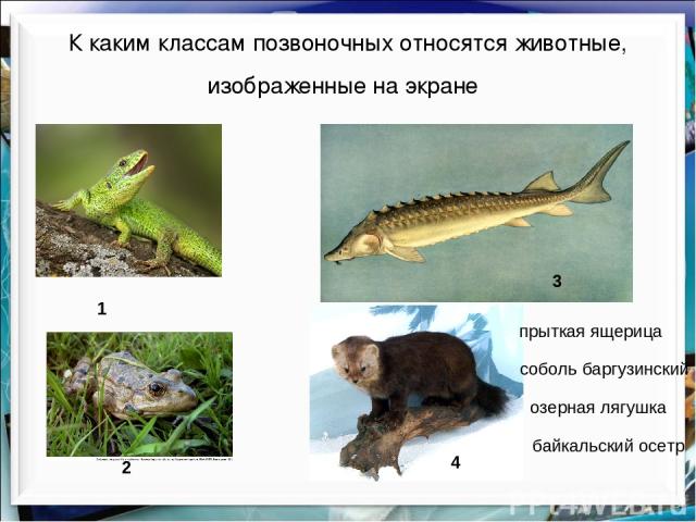 К каким классам позвоночных относятся животные, изображенные на экране озерная лягушка прыткая ящерица байкальский осетр 1 2 3 4 соболь баргузинский