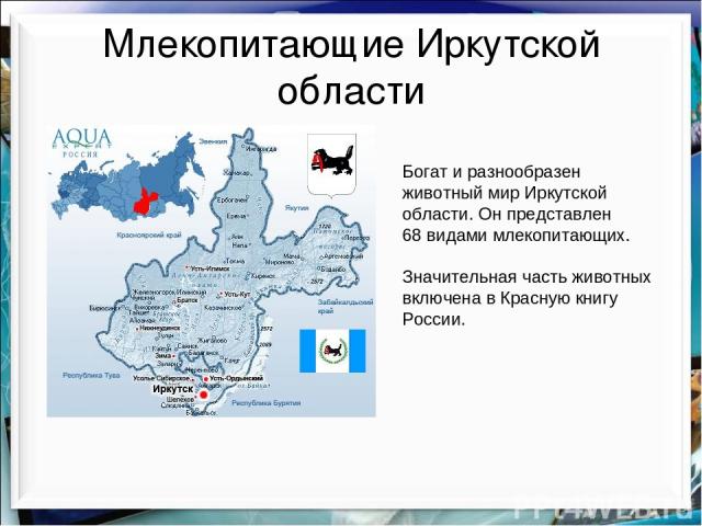 Млекопитающие Иркутской области Богат и разнообразен животный мир Иркутской области. Он представлен 68 видами млекопитающих. Значительная часть животных включена в Красную книгу России.