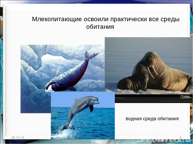 * * http://aida.ucoz.ru Млекопитающие освоили практически все среды обитания водная среда обитания