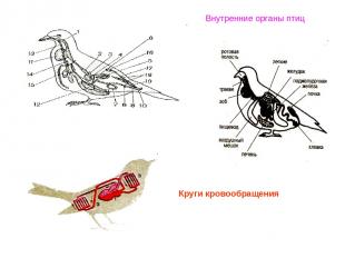Внутренние органы птиц Круги кровообращения