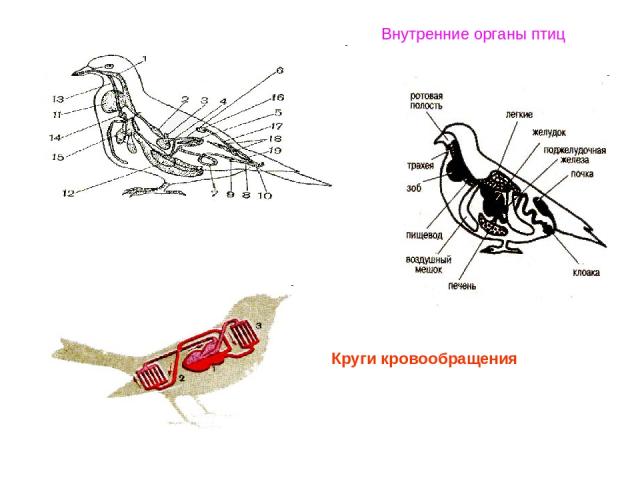 Внутренние органы птиц Круги кровообращения