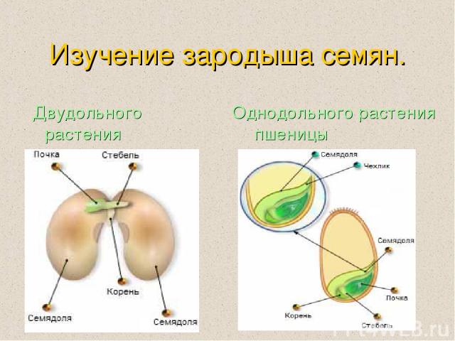 Изучение зародыша семян. Двудольного растения фасоли Однодольного растения пшеницы