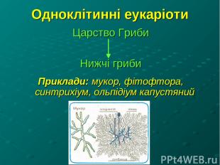 Одноклітинні еукаріоти Царство Гриби Нижчі гриби Приклади: мукор, фітофтора, син