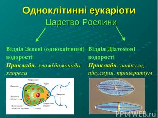 Одноклітинні еукаріоти Царство Рослини Відділ Зелені (одноклітинні) водорості Пр