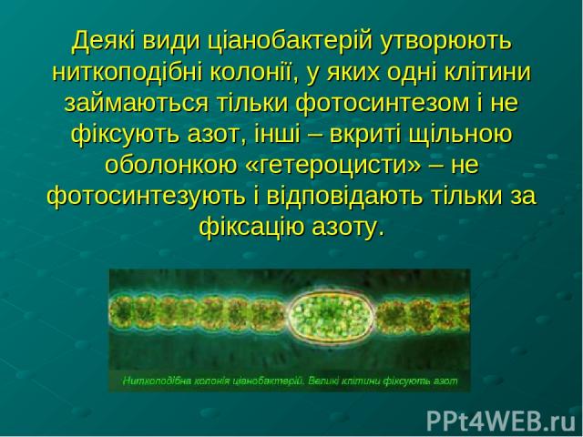 Деякі види ціанобактерій утворюють ниткоподібні колонії, у яких одні клітини займаються тільки фотосинтезом і не фіксують азот, інші – вкриті щільною оболонкою «гетероцисти» – не фотосинтезують і відповідають тільки за фіксацію азоту.