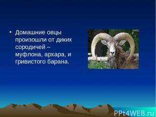 Домашние овцы произошли от диких сородичей – муфлона, архара, и гривистого баран