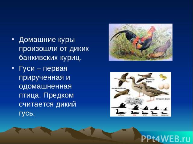 Домашние куры произошли от диких банкивских куриц. Гуси – первая прирученная и одомашненная птица. Предком считается дикий гусь.