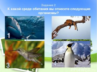 Задание 2 К какой среде обитания вы отнесете следующие организмы?