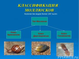 КЛАССИФИКАЦИЯ МОЛЛЮСКОВ Количество видов более 130 тысяч Тип Моллюски Класс Брюх