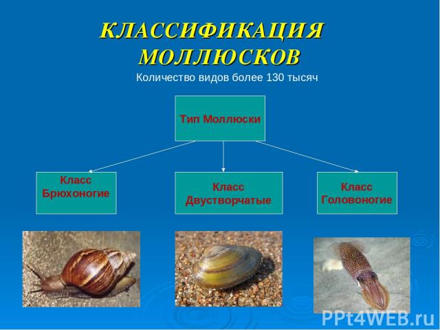 Презентация на тему моллюски 7 класс