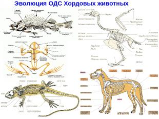 Эволюция ОДС Хордовых животных