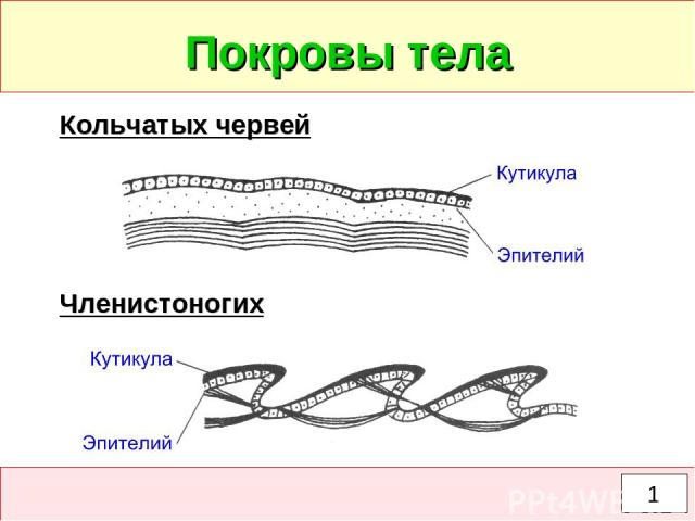 Покровы тела Кольчатых червей Членистоногих 1